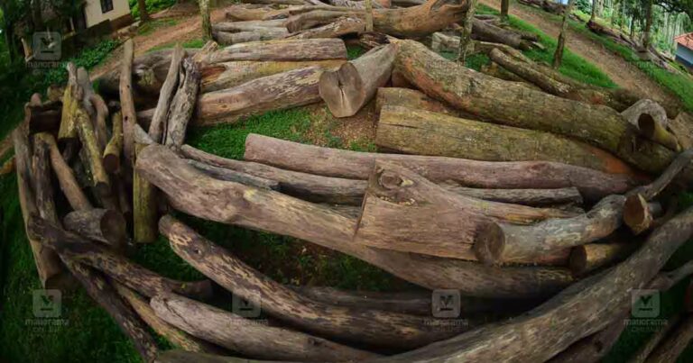 muttil-tree-felling-1.jpg