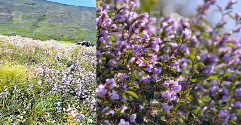 neelakurinji-bloom-1.jpg