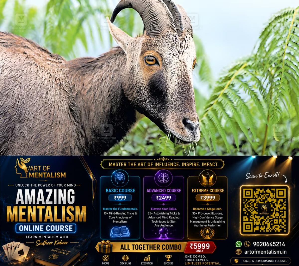 newskerala.net_1788234725_nilgiri-tahr-1