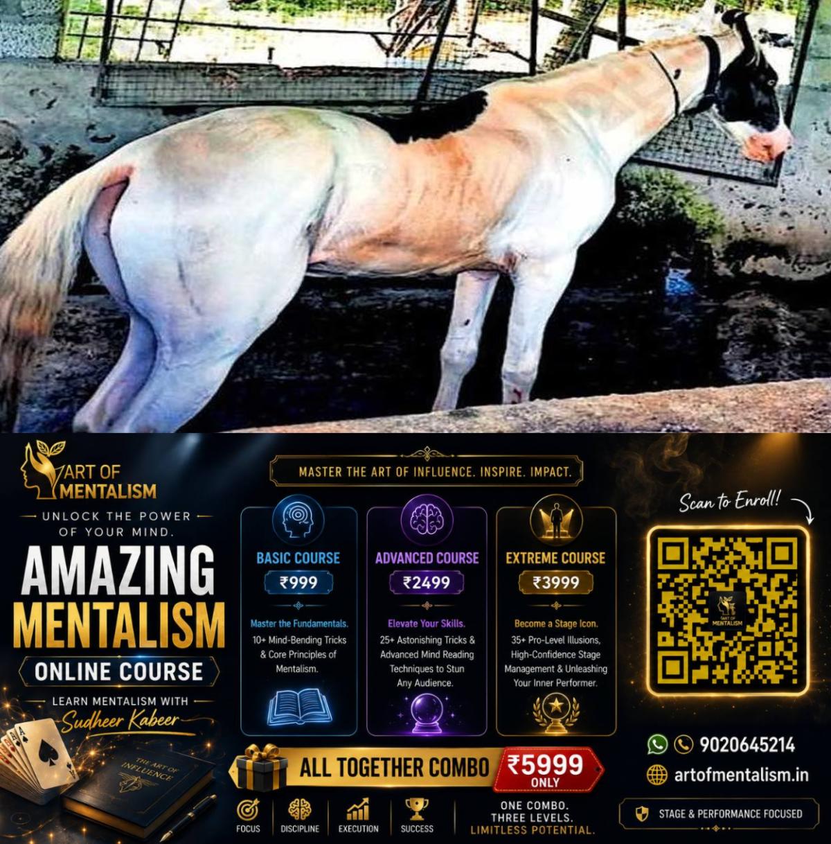 newskerala.net_1788733685_horse