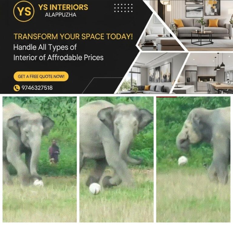 newskerala.net_1789354149_w-1280h-720format-jpgimgid-01m2ewsb5c8xkz0ss45q1dbkxyimgname-wild-elephant-playing-football-1789