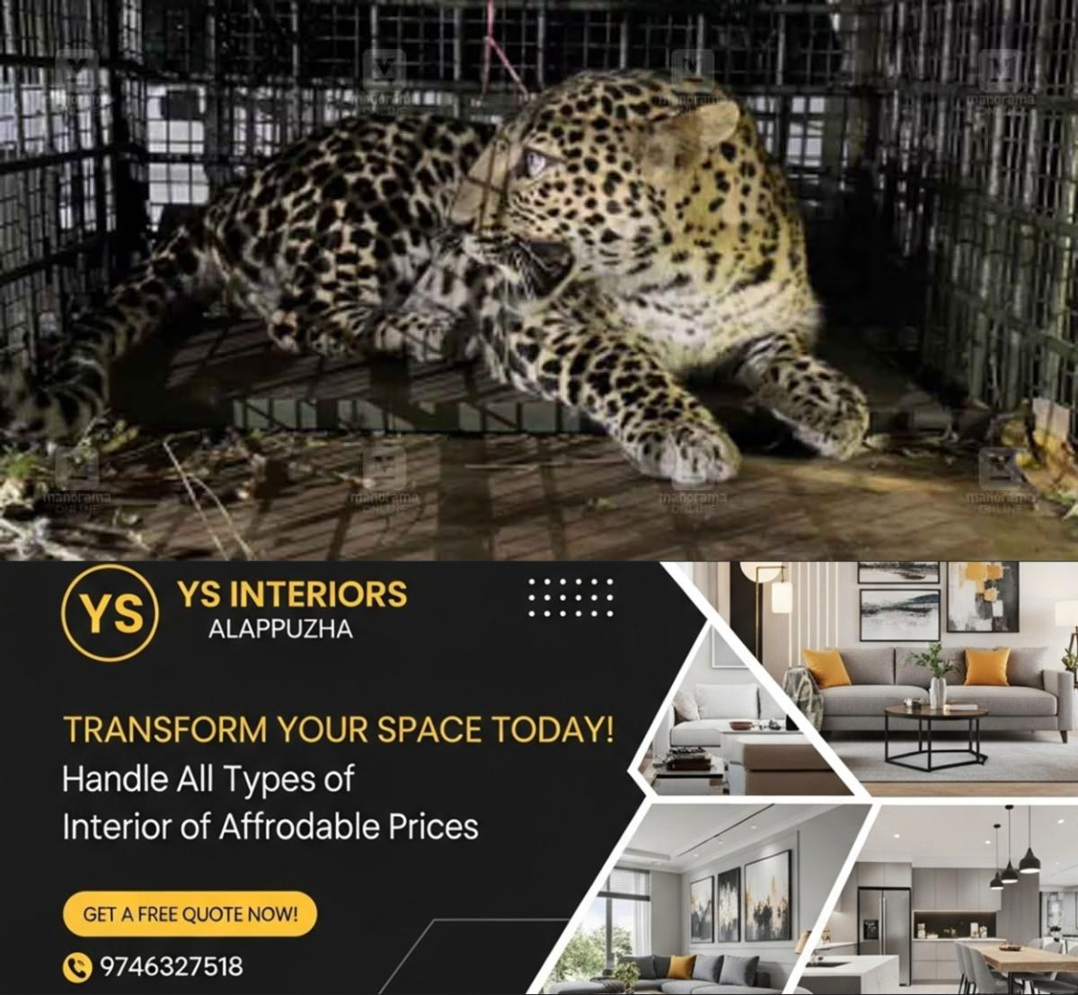newskerala.net_1789357808_leopard