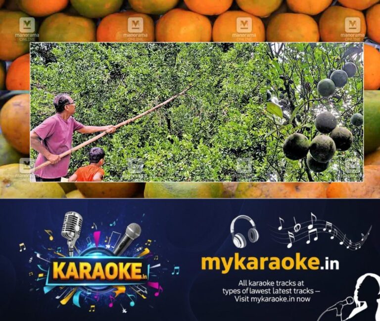 newskerala.net_1789980265_Orange-tree