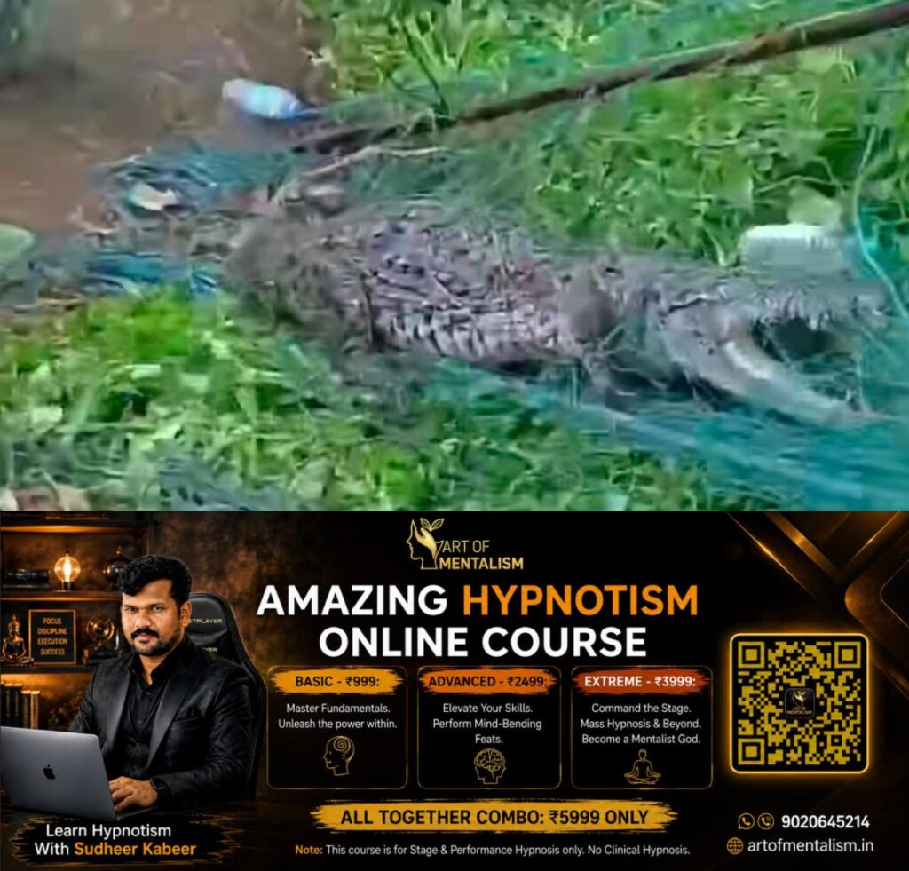 newskerala.net_1790025485_w-1280h-720format-jpgimgid-01m32vc9jq2ynj8zecjsn53byaimgname-300-kg-crocodile-1790023444055