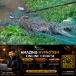 newskerala.net_1790025485_w-1280h-720format-jpgimgid-01m32vc9jq2ynj8zecjsn53byaimgname-300-kg-crocodile-1790023444055