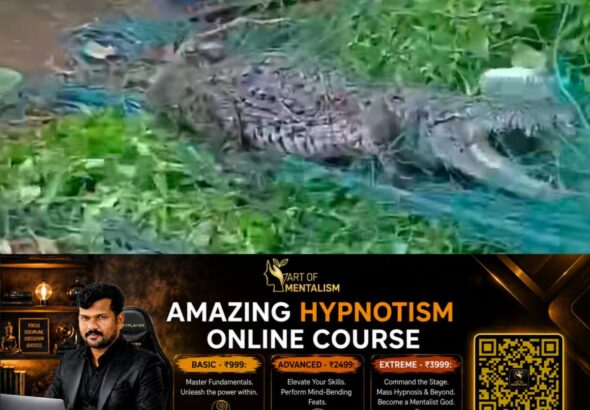 newskerala.net_1790025485_w-1280h-720format-jpgimgid-01m32vc9jq2ynj8zecjsn53byaimgname-300-kg-crocodile-1790023444055