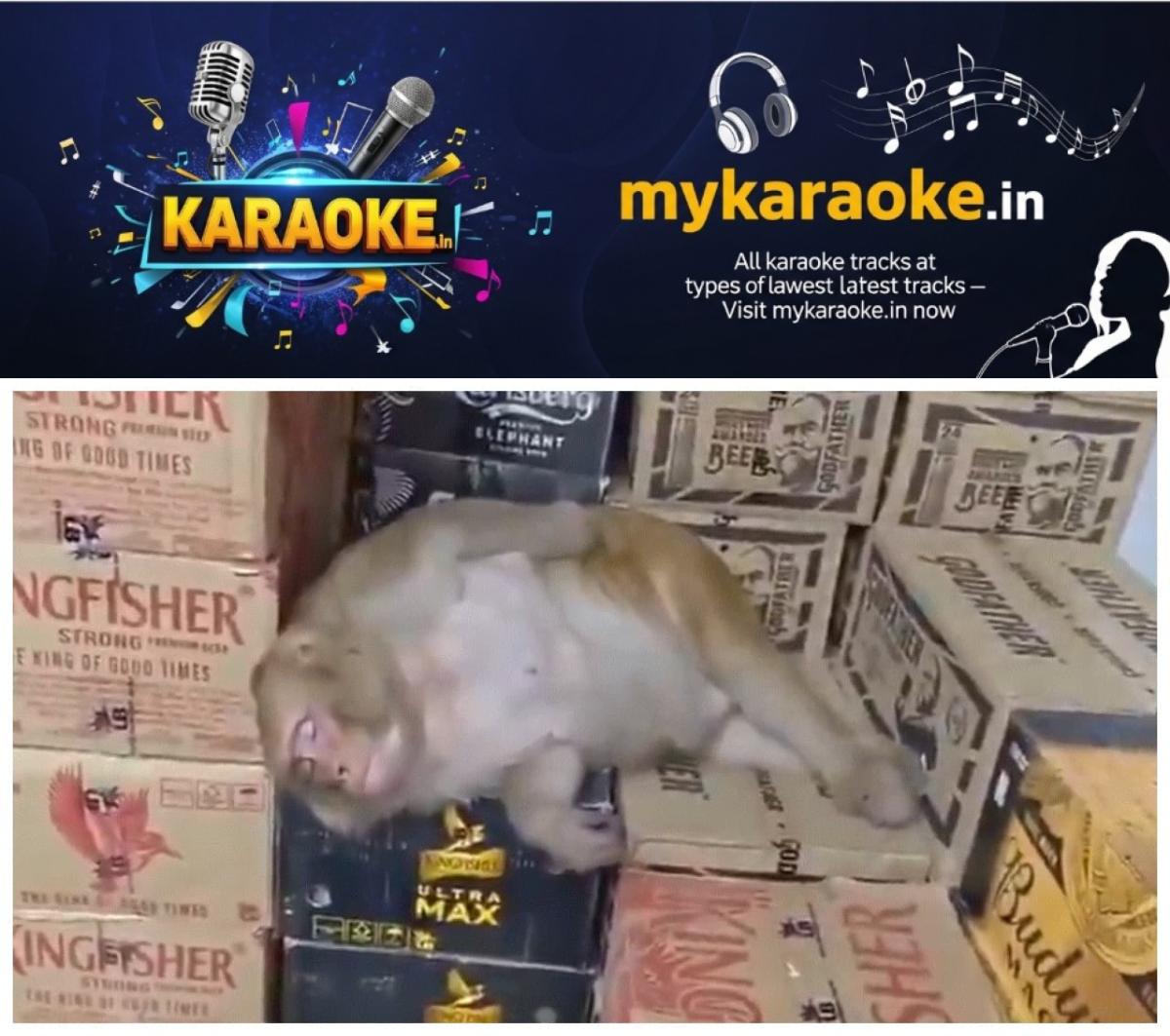 newskerala.net_1790425026_w-1280h-720format-jpgimgid-01m3esqth80jq1b1bg0tpeege6imgname-monkey-drinks-alcohol-and-falls-asl