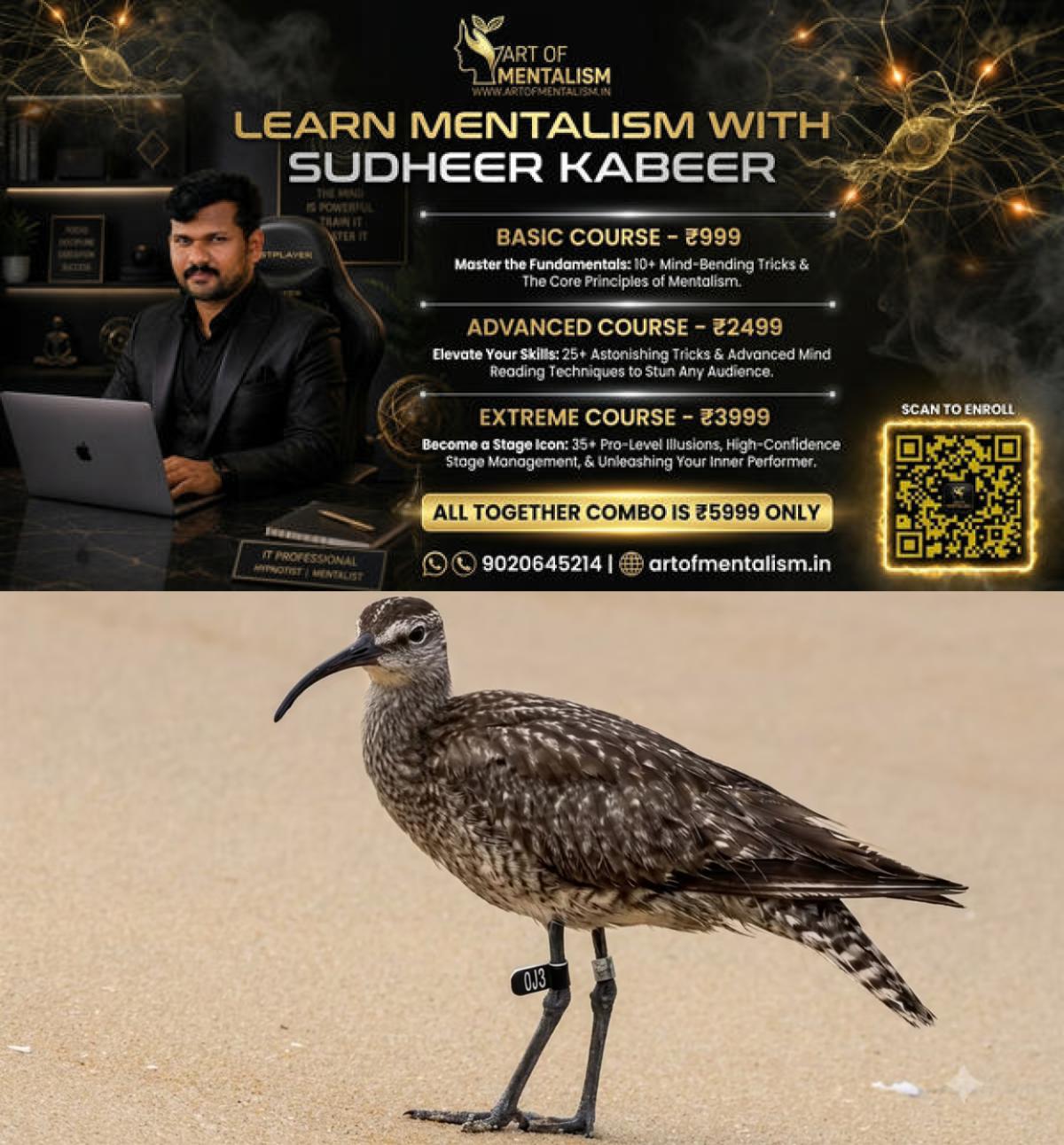 newskerala.net_1790523364_eurasian-whimbrel-1