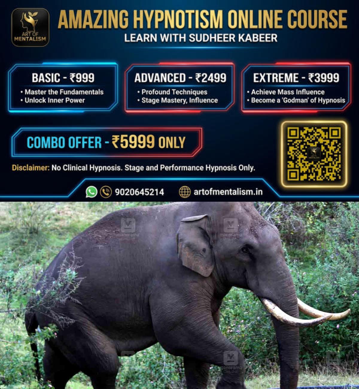 newskerala.net_1790637005_Wild-Elephant-padayappa