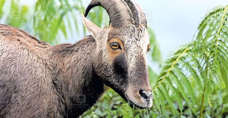 nilgiri-tahr-1.jpg