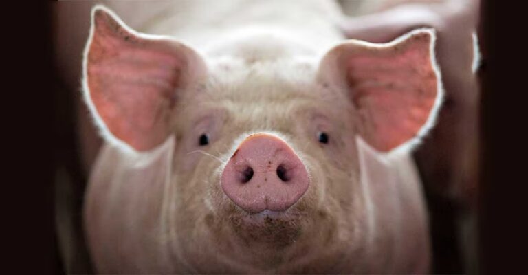 pig-african-swine-fever.jpg