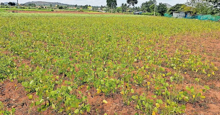 pulppally-grass-cultivation.jpg