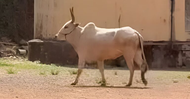 runaway-bull-changanassery-school.jpg