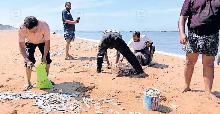 sardines-wash-ashore-thrissur-1.jpg