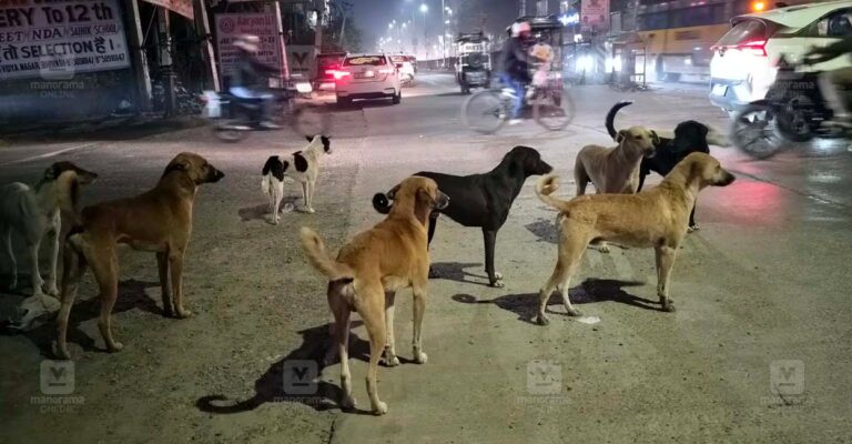 stray-dog-1.jpg