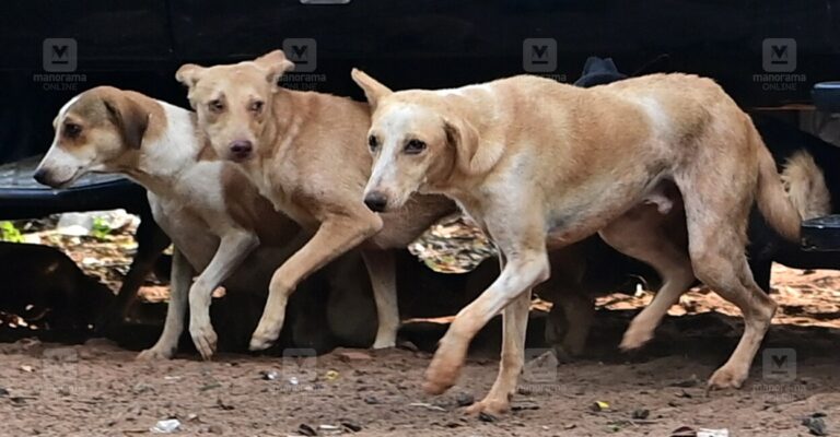 stray-dogs-1.jpg