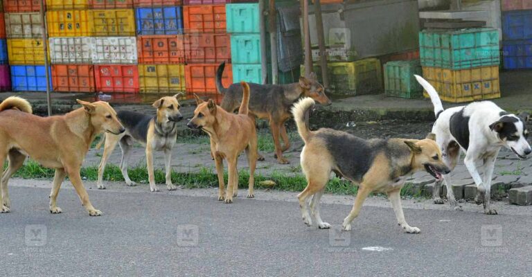 stray-dogs.jpg