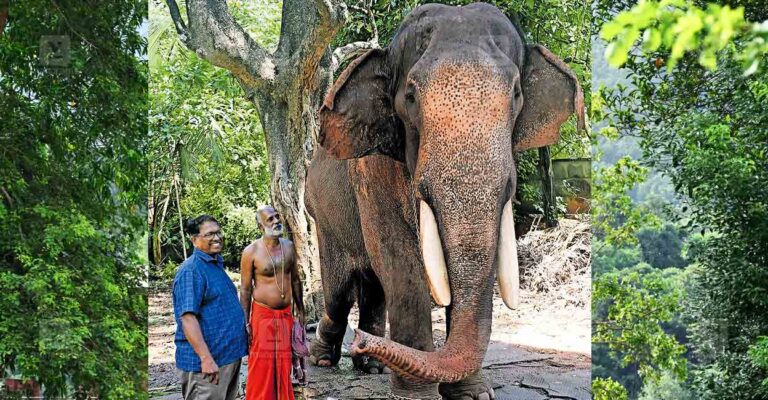 thrissur-elephant-recovery.jpg