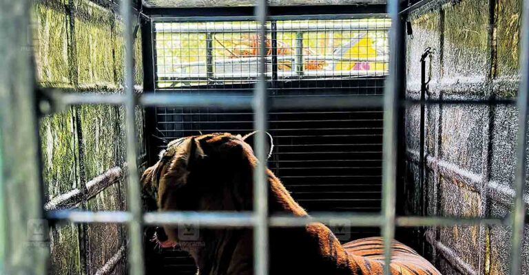 tiger-local-news.jpg