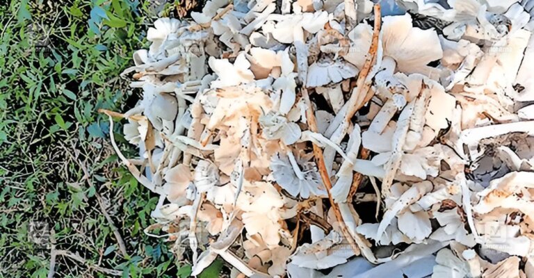 vaniyamkulam-mushroom-harvest-1.jpg