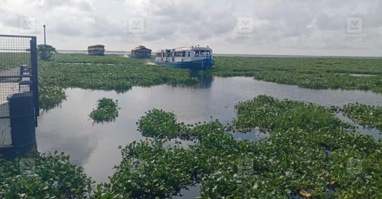 vembanad-lake-weed1.jpg