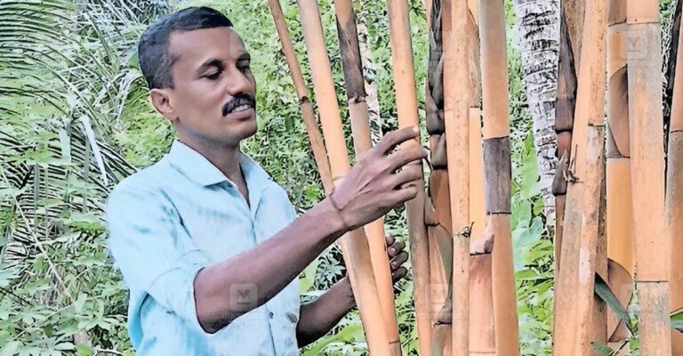 vivek-bamboo-cultivation-1.jpg
