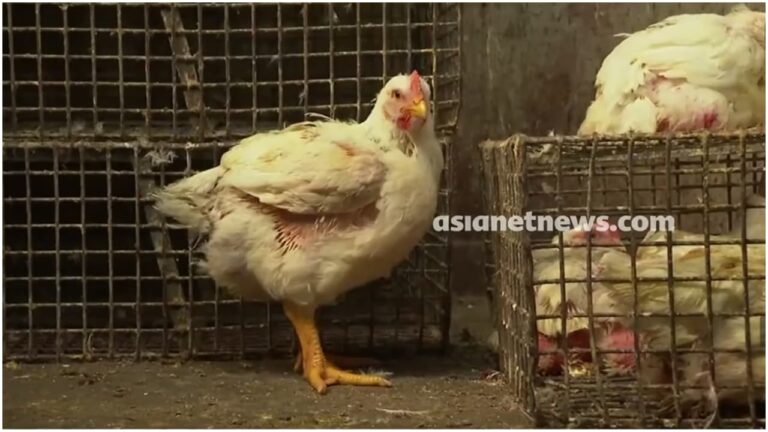 w-1280h-720format-jpgimgid-01m1jn8w57ea8c3d8pja7rp5rnimgname-chicken-shop-1788406427815.jpg