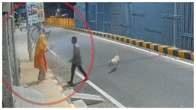 w-1280h-720format-jpgimgid-01m1rcxjr5qwc02ed898hwjv47imgname-stray-dogs-safe-mentally-ill-woman.jpeg