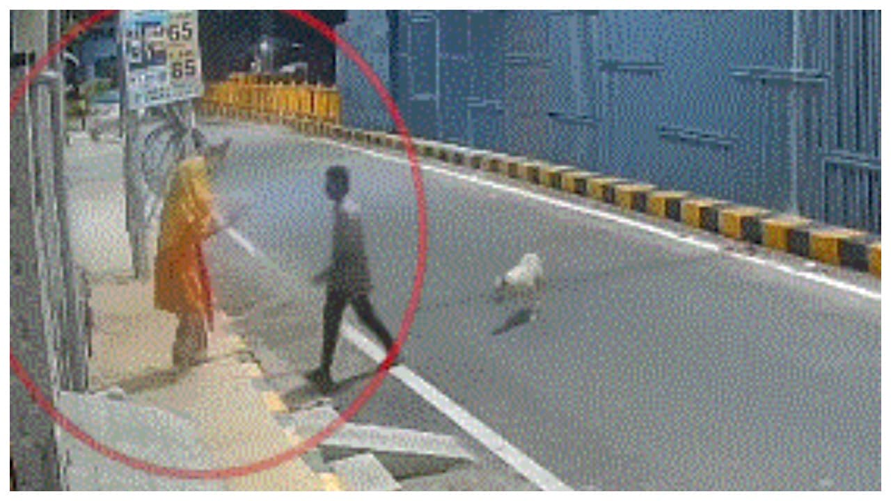 w-1280h-720format-jpgimgid-01m1rcxjr5qwc02ed898hwjv47imgname-stray-dogs-safe-mentally-ill-woman.jpeg