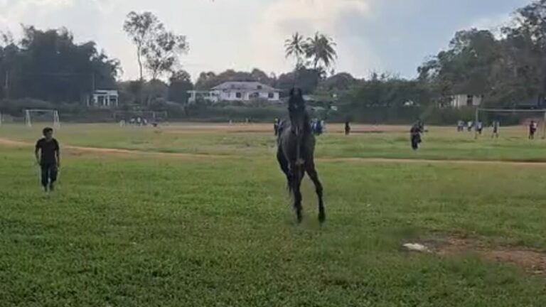 w-1280h-720format-jpgimgid-01m20qptdgn8z00ks3p0gf68v6imgname-horse-1788878743984.jpg