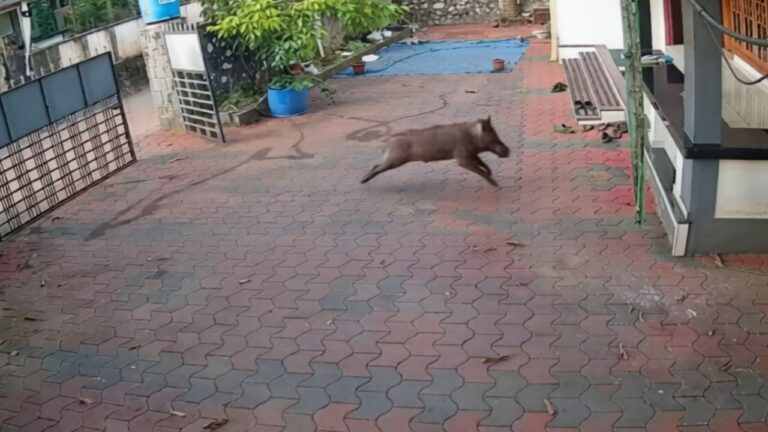 w-1280h-720format-jpgimgid-01m2mt6j7zgj936bnk3pxj7zbximgname-kattippara-wild-boar-attack-1789552.jpeg