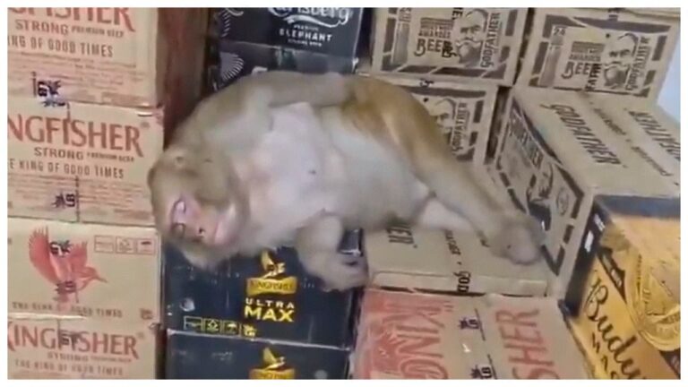 w-1280h-720format-jpgimgid-01m3esqth80jq1b1bg0tpeege6imgname-monkey-drinks-alcohol-and-falls-asl.jpeg