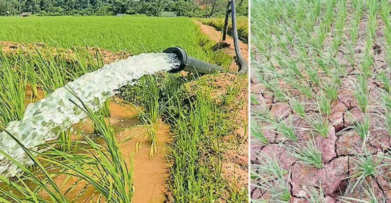 wayanad-drought.jpg
