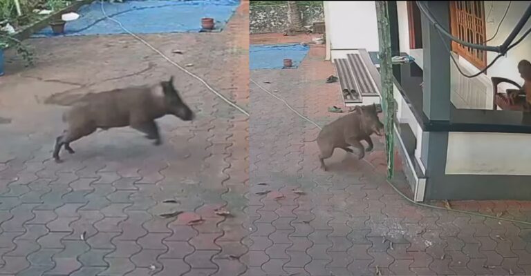 wild-boar2.jpg