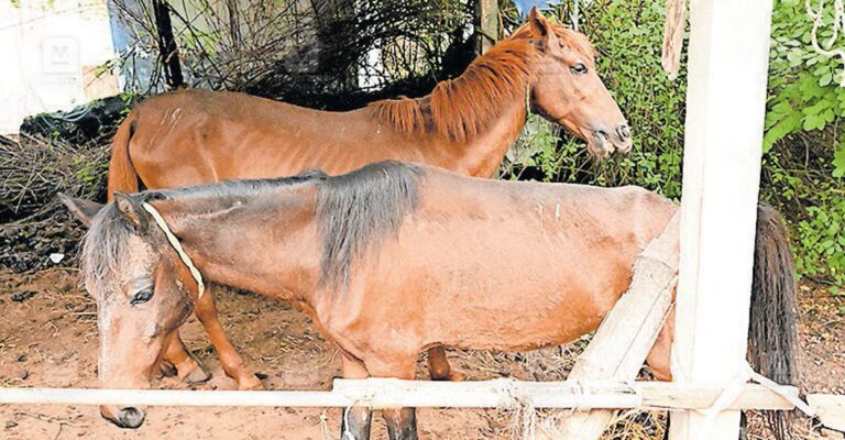 abandoned-horses-kozhikode-1.jpg