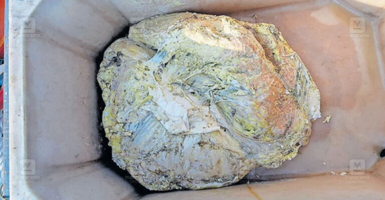 ambergris-found-kollam-1.jpg