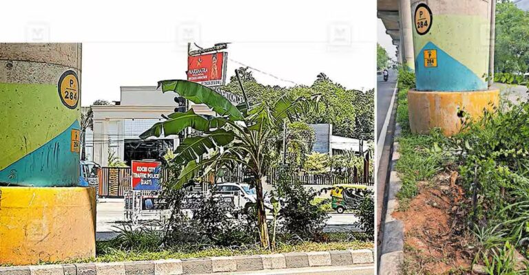 banana-tree-uprooted-highway-median.jpg