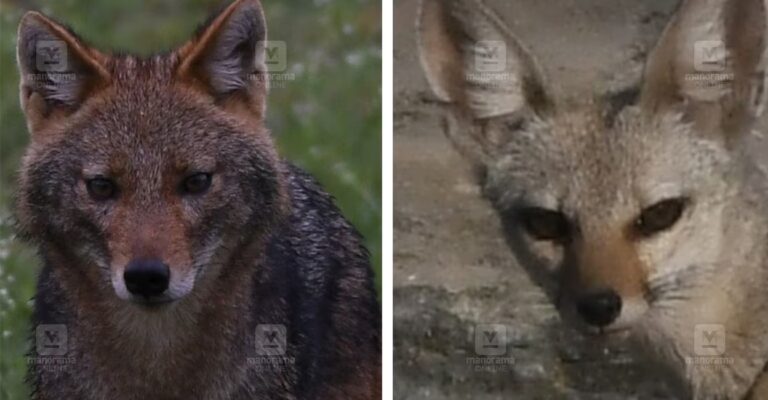 bengal-fox-indian-jackal.jpg