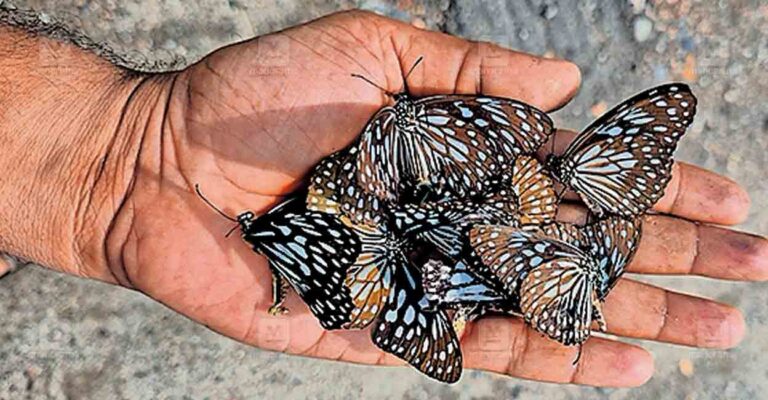 butterfly-migration-tamil-nadu.jpg