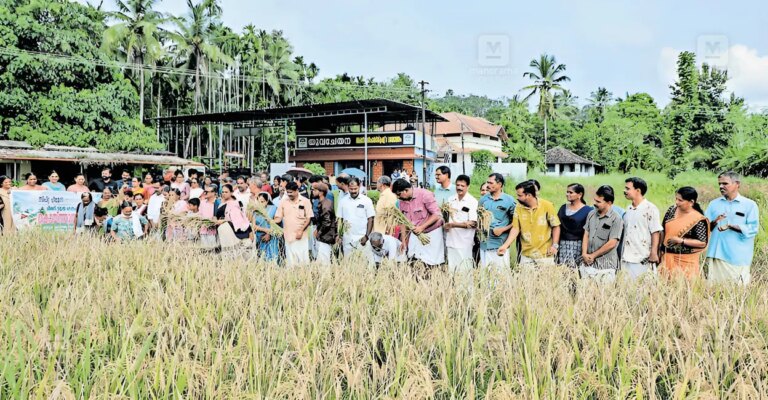 cheemeni-paddy-harvest-1.jpg