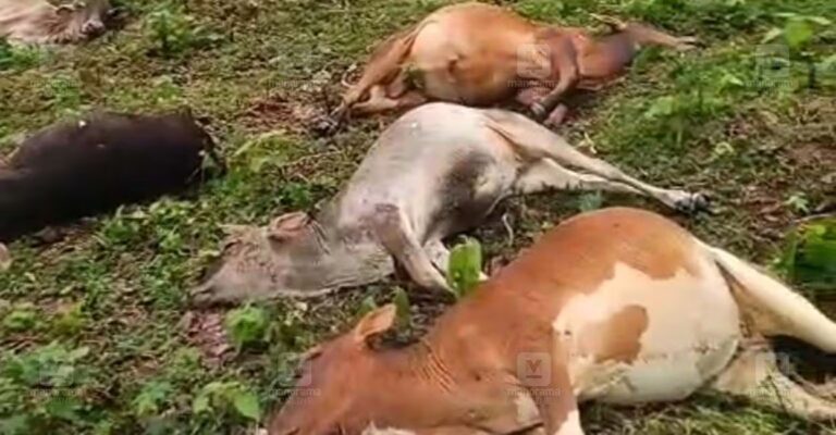 cows-found-dead-cheruvalli-estate-lightning-strike.jpg