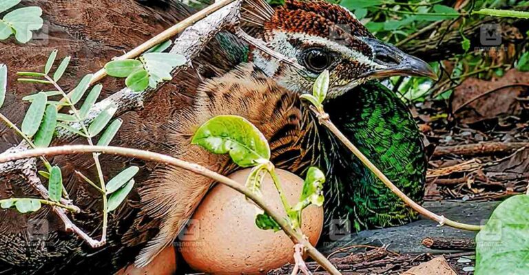 female-peacock-eggs.jpg