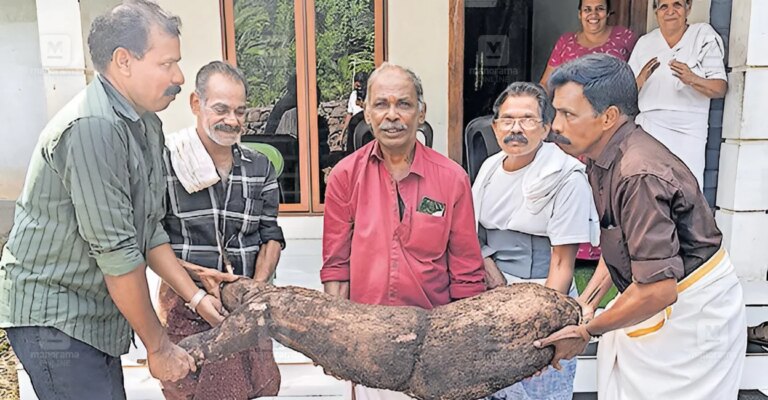 giant-tapioca-palakkad-1.jpg