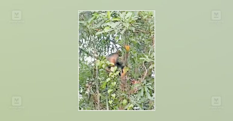 hanuman-langur-periya-ayampara-1.jpg