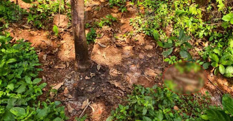 kannur-peringom-dead-body.jpg