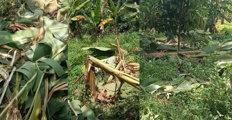 konni-wild-elephant-menace-crops-destroyed.jpg