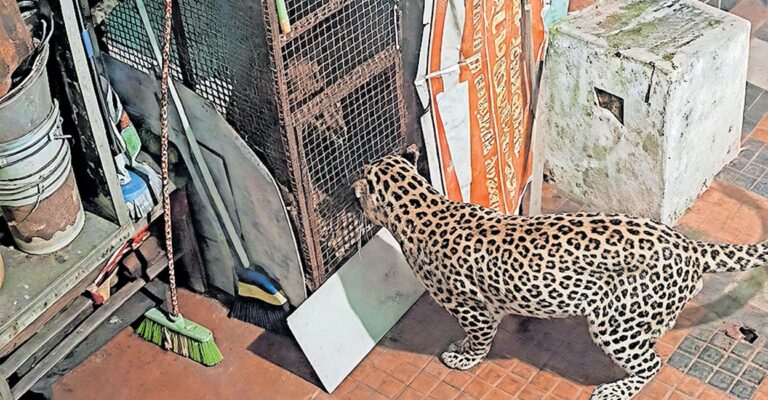 kottagiri-leopard-cctv-video-viral.jpg