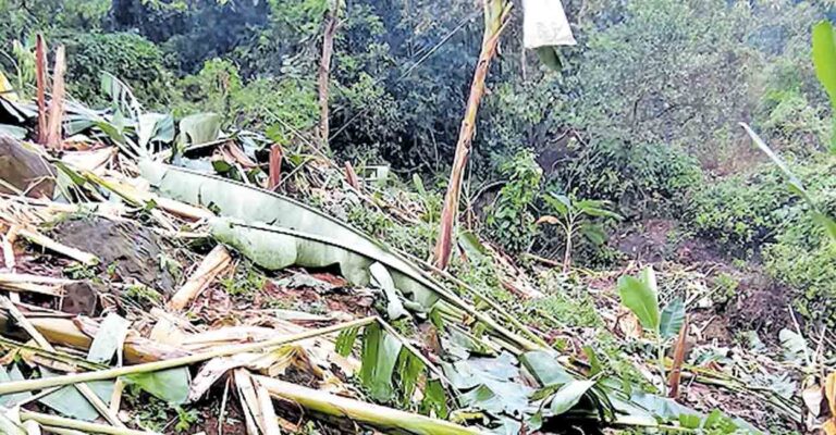 kozhikode-wild-elephant-attack-crop-damage.jpg