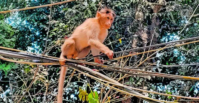 monkey-attack-way.jpg