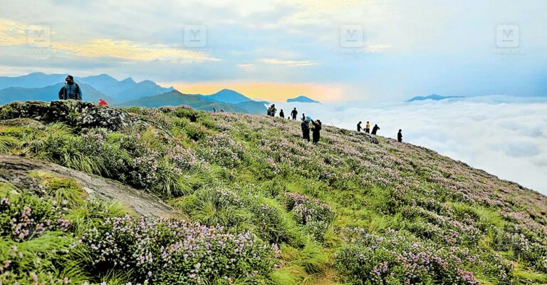 munnar.jpg